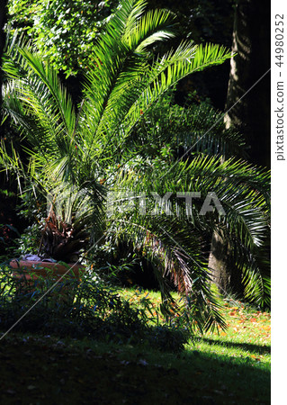 palm tree leaves palm tree leaves 44980252