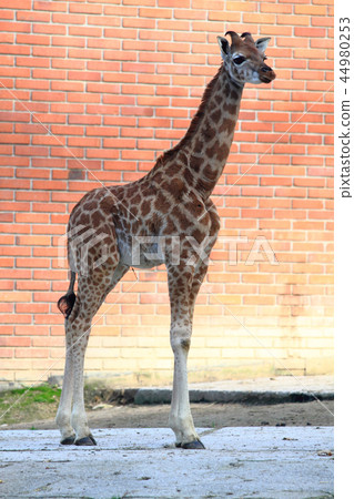 small giraffe on brick background small giraffe on brick background 44980253