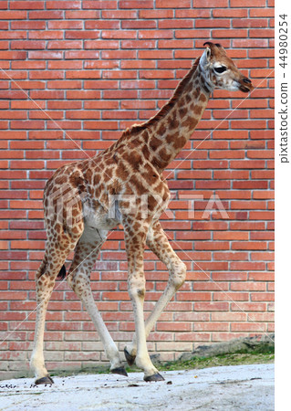 small giraffe on brick background small giraffe on brick background 44980254