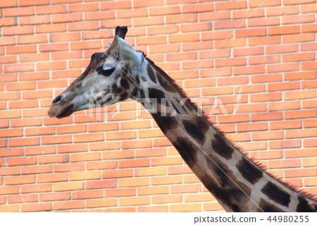 giraffe head on brick background giraffe head on brick background 44980255