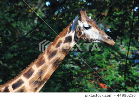 giraffe head on green background giraffe head on green background 44980256