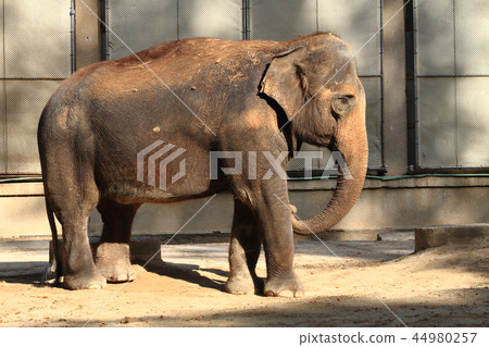 old elephant is walking 44980257