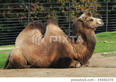 nice young camel nice young camel 44980259