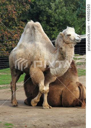 nice young camel nice young camel 44980260
