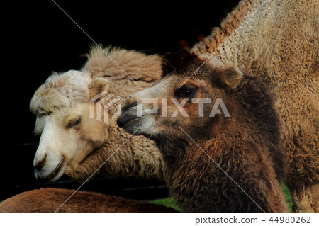detail of nice camels detail of nice camels 44980262