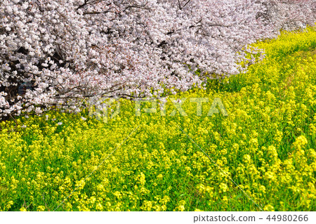 Somei Yoshino 44980266