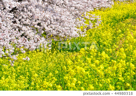 Somei Yoshino 44980318