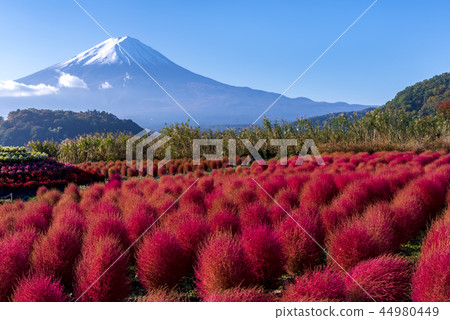 山梨縣大石公園富士山和Kokia 山梨縣大石公園富士山和Kokia 44980449