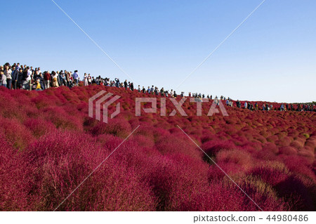 Kochia Autumn leaves Blue sky Tourists 44980486