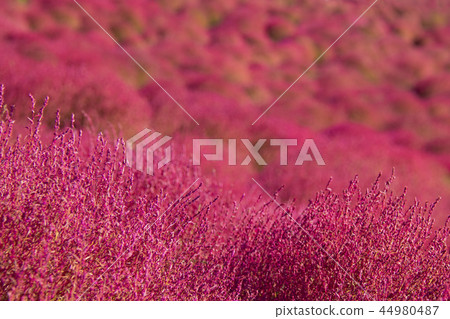 Kochia Autumn leaves up Kochia Autumn leaves up 44980487