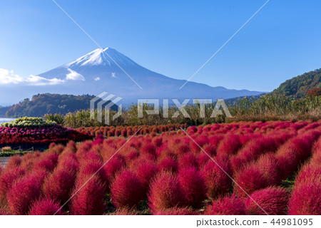 山梨縣大石公園富士山和Kokia 44981095