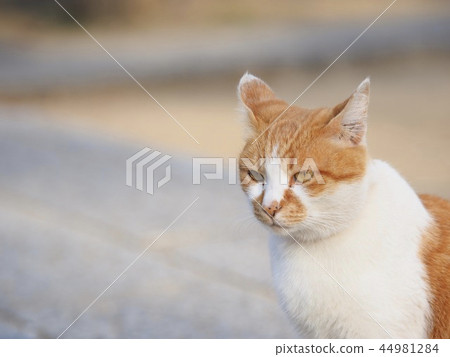 Cat Cat 44981284