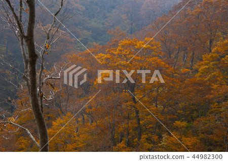 Beech yellow leaves Beech yellow leaves 44982300