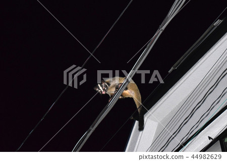 Hakubishin over the Tokyo Suginami Ward at night 44982629