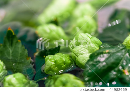 Green fresh hop cones in water for making beer 44982669