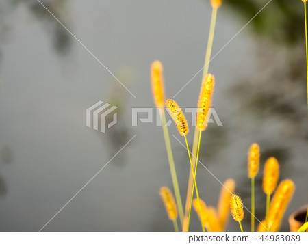 Enokologsa stained in the setting sun Enokologsa stained in the setting sun 44983089