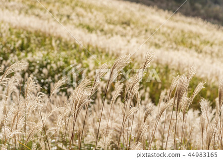 金色沖洗 金色沖洗 44983165