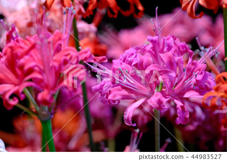 Diamond Lily Diamond Lily 44983527