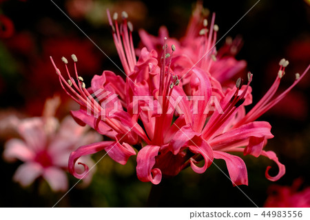 Diamond Lily 44983556