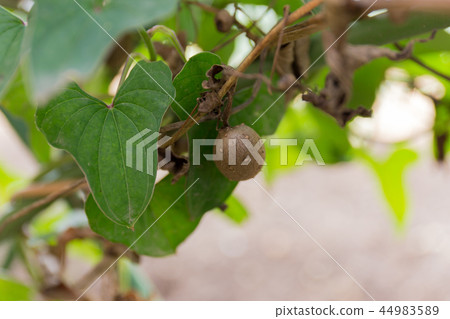 Mukago (October) 44983589