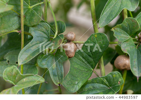 Mukago(十月) Mukago(十月) 44983597