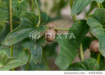 Mukago（十月） 44983600