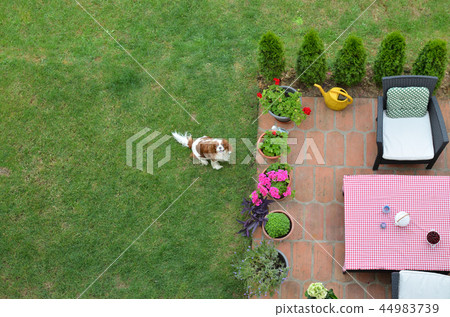 Cavalier King Charles Spaniel on a lawn Cavalier King Charles Spaniel on a lawn 44983739