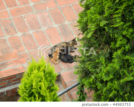 Cat nursing her kittens 44983753
