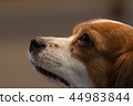Dog 44983844
