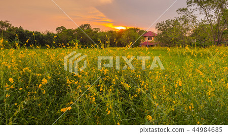 sunhemp flower field sunhemp flower field 44984685