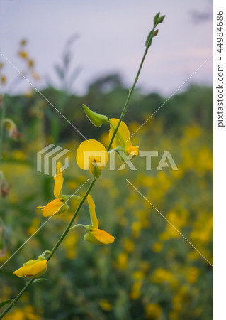 sunhem plant sunhem plant 44984686