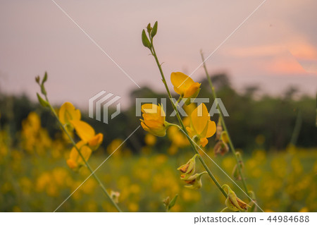 sunhem plant sunhem plant 44984688