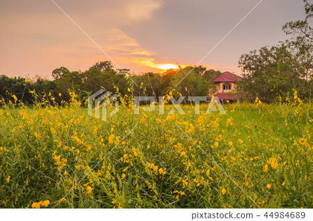 sunhemp flower field sunhemp flower field 44984689