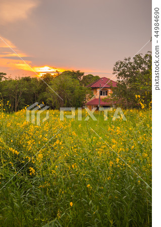 sunhemp flower field sunhemp flower field 44984690