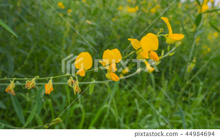 sunhem plant sunhem plant 44984694