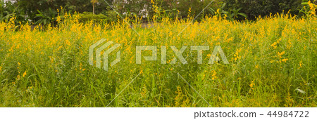 sunhem plant sunhem plant 44984722