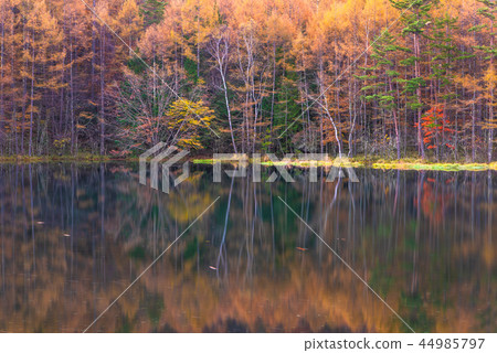 Autumn leaves of Shark pond Autumn leaves of Shark pond 44985797
