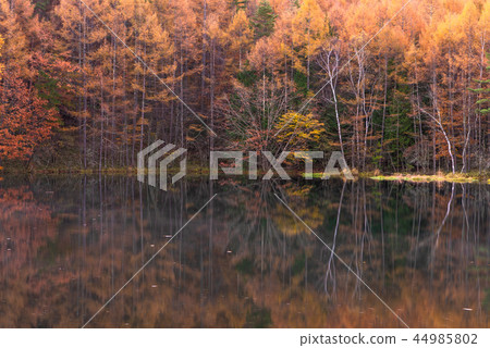 Autumn leaves of Shark pond 44985802