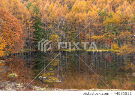 Autumn leaves of Shark pond 44985831