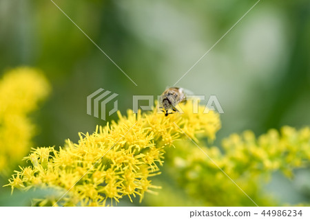 Kigoshishana 44986234