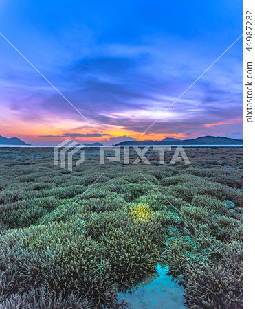 scenery sunrise above coral forest in Rawai sea scenery sunrise above coral forest in Rawai sea 44987282