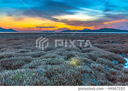 scenery sunrise above coral forest in Rawai sea scenery sunrise above coral forest in Rawai sea 44987283