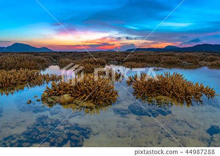scenery sunrise above coral forest in Rawai sea  44987288