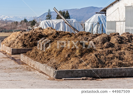 Cow manure that will be used to fertilize. 44987509
