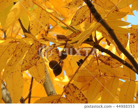 Juglans mandshurica fruit  in yellow foliage 44988353
