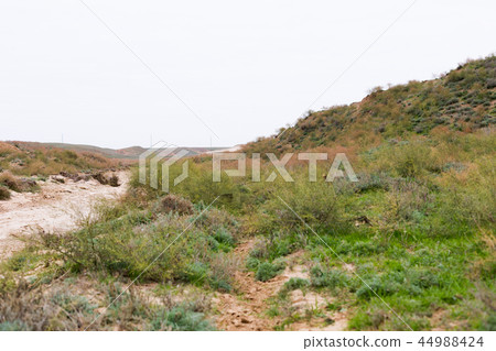 Steppe in autumn, daylight, sand and dry grass 44988424
