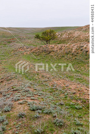Steppe in autumn, daylight, sand and dry grass 44988431