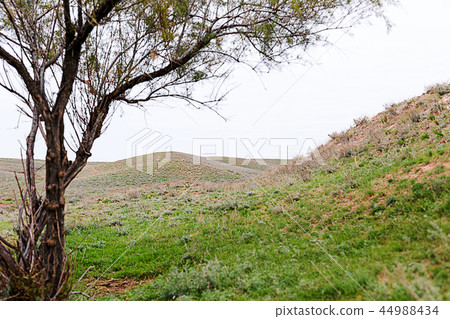 Steppe in autumn, daylight, sand and dry grass Steppe in autumn, daylight, sand and dry grass 44988434