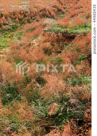 Steppe in autumn, daylight, sand and dry grass Steppe in autumn, daylight, sand and dry grass 44988438