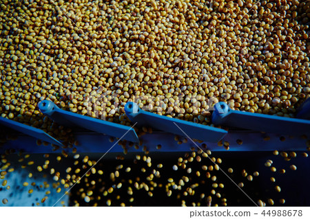 Soy Bean Seed before crack. Shallow dof. Soy Bean Seed before crack. Shallow dof. 44988678